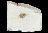 Scarce Cyphaspis Carrolli Trilobite - Oklahoma #144806-1